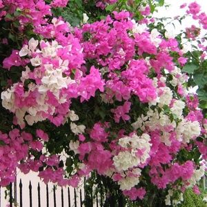 Meet your Posher, Olga